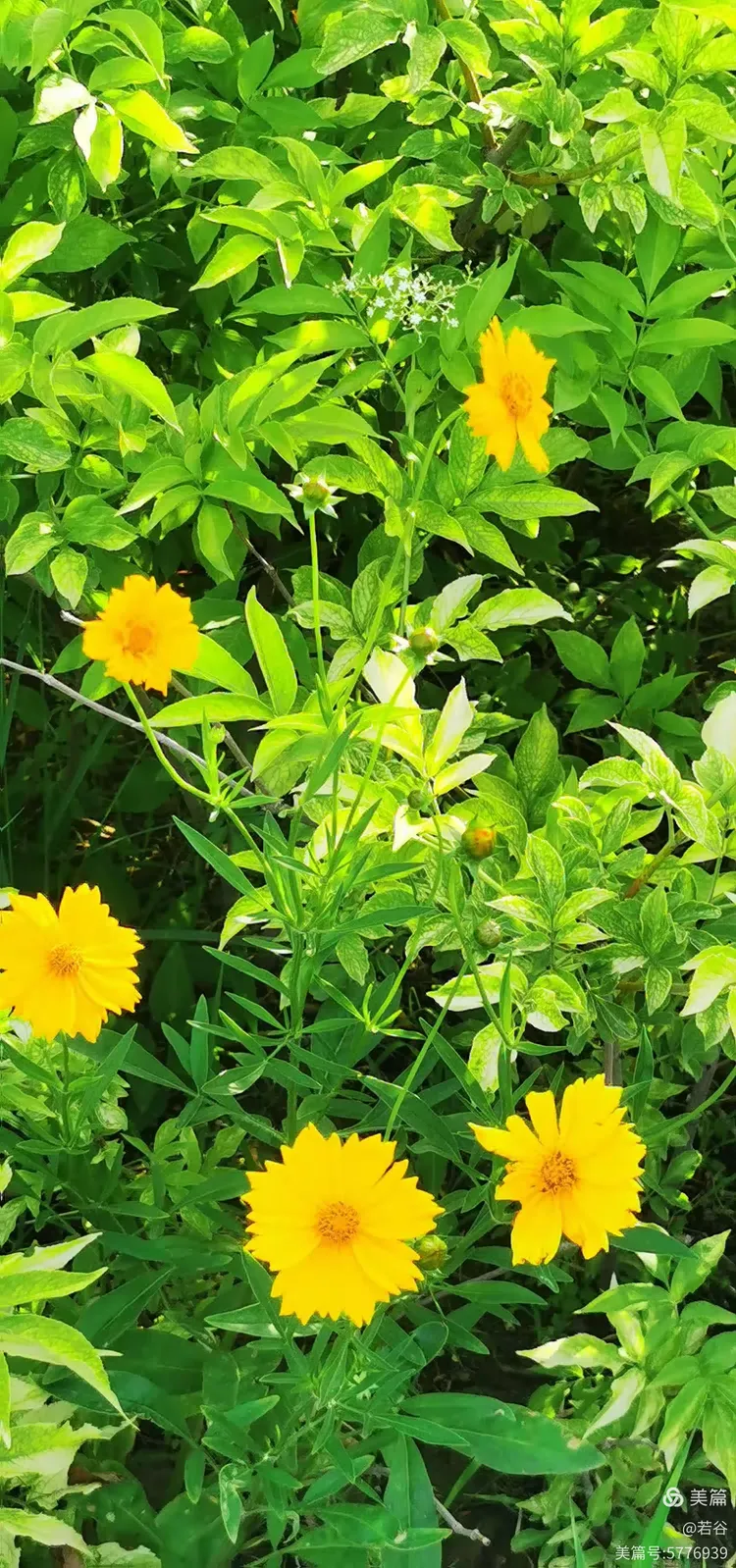 随拍夏天的小美好